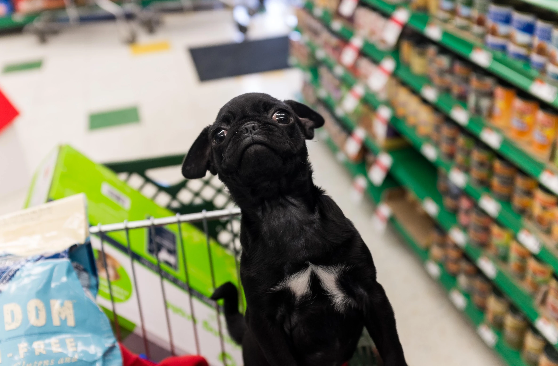 a small dog sitting on top of a shopping cart in a store