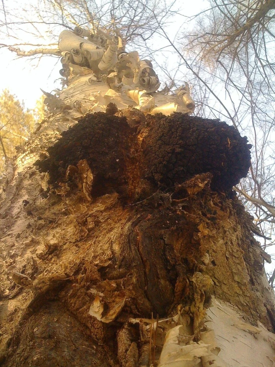 an up close look at the roots on this tree