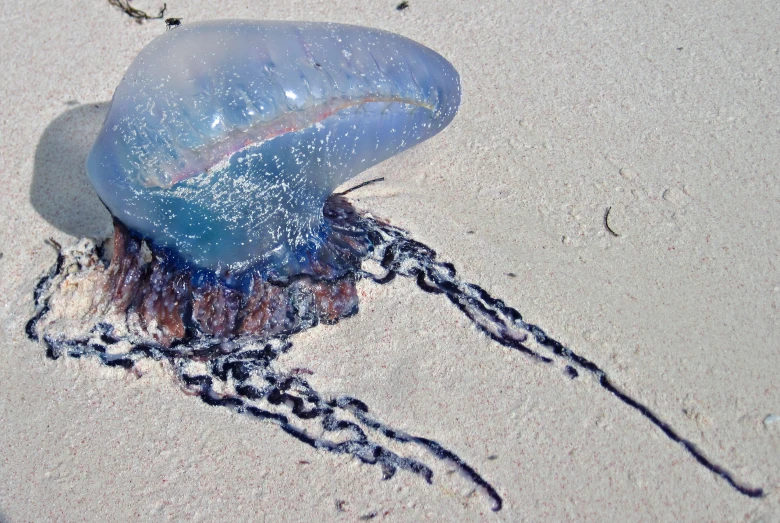 there is a jelly fish sitting on the beach