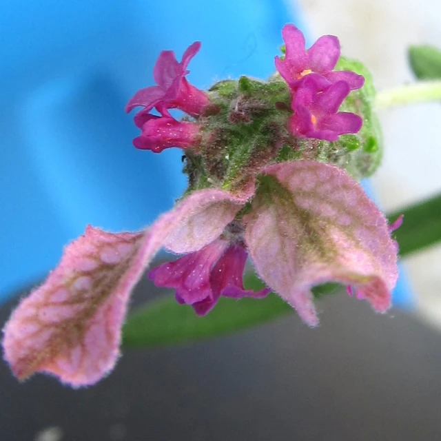 a small flower with pink flowers and green leaves
