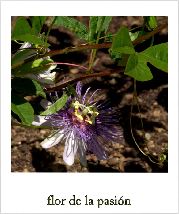 purple and green flower and stem, with caption for deja passion