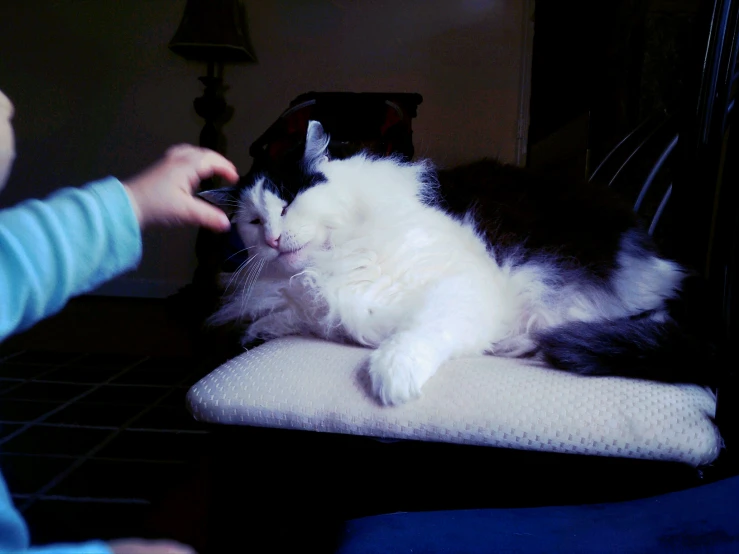 a fluffy white cat lays down on a bed