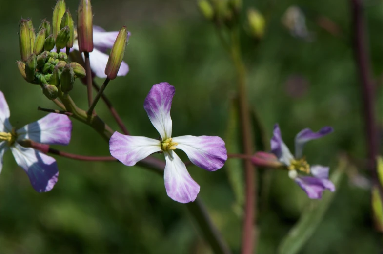 small flower with white and pink petals on it