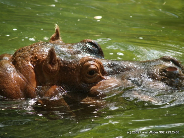 a big brown animal swimming in the water