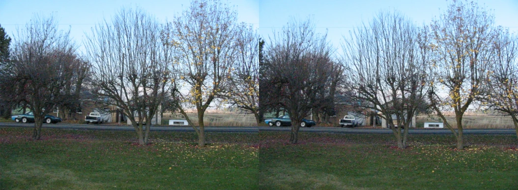 a long line of trees with cars parked in the background