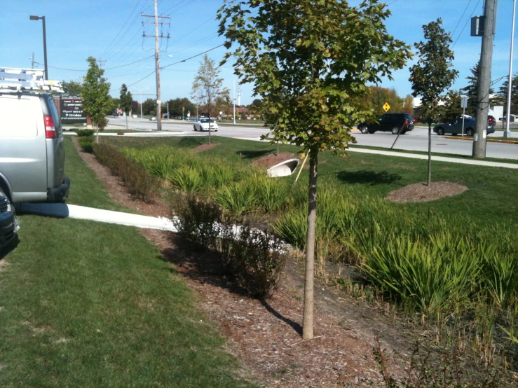 a tree growing in a patch of grass next to the sidewalk