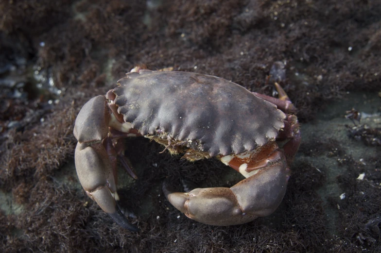 a crab with dark spots is crawling on the ground