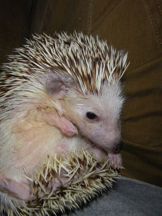 an adorable hedgehog sitting on someone's lap