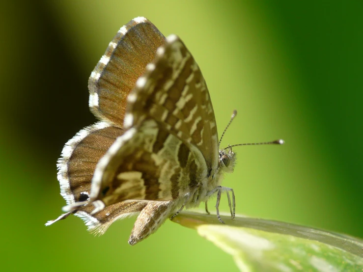 a close up of a erfly on a green flower