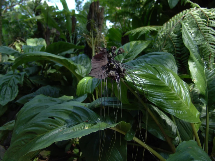 erflies are flying among leaves in the forest