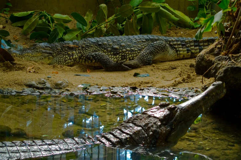 an alligator is lying in the shallow water