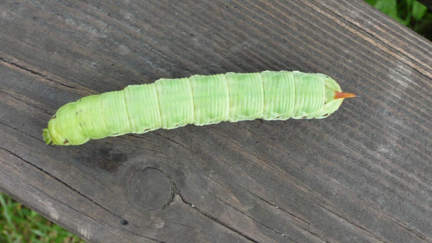 the green larche is sitting on the wooden table