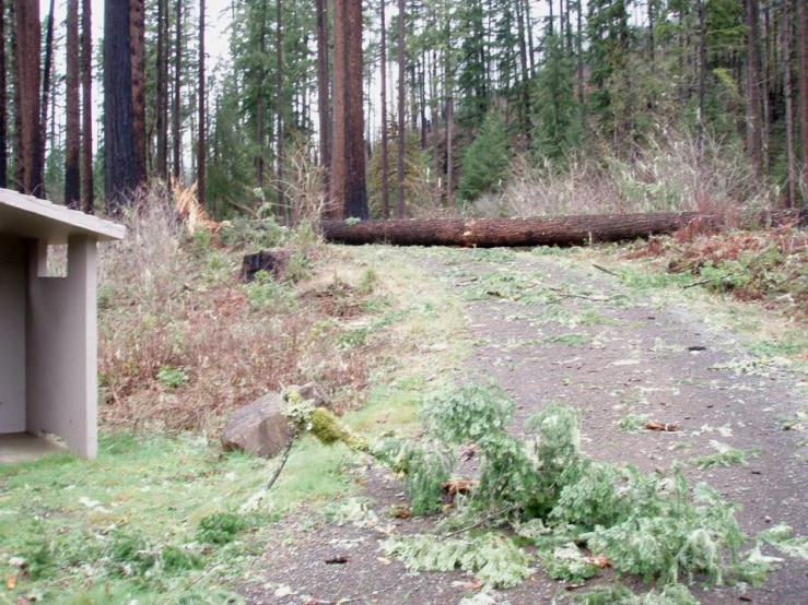 a tree that has been cut down by a truck