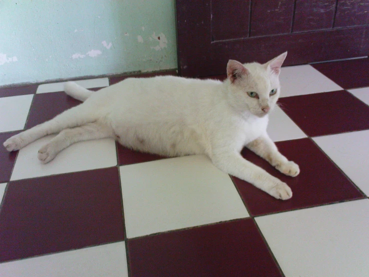 white cat laying on a tile floor in the corner