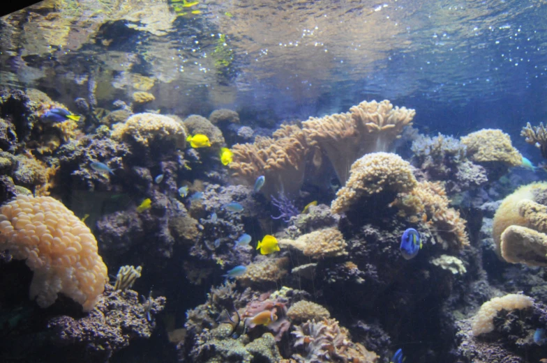 an aquarium with fish, corals and sponge on the bottom