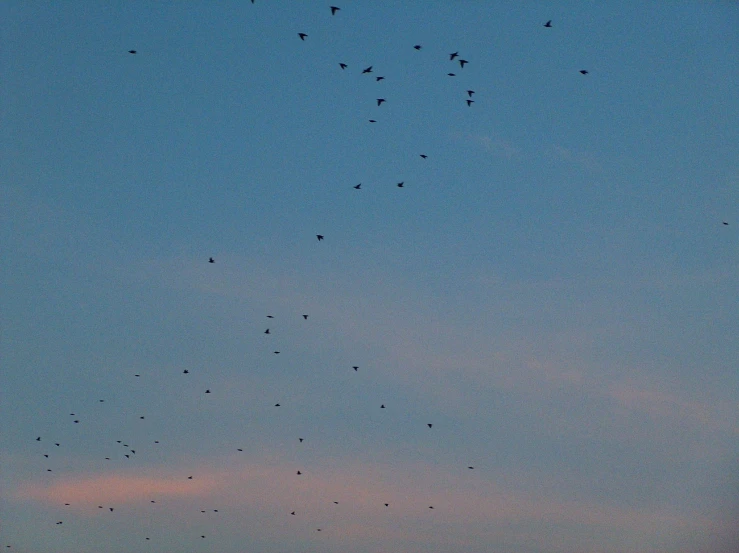 there is a flock of birds in the sky