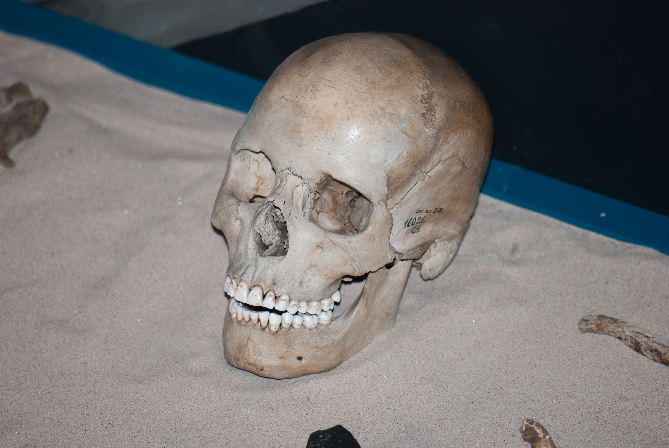 a small human skull in sandy area with bones