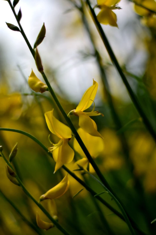 a lot of yellow flowers that are by some grass