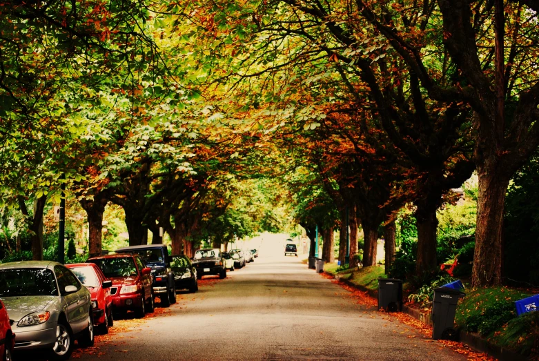 several vehicles parked on the side of a tree covered road