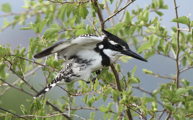 a white and black bird is sitting on a tree