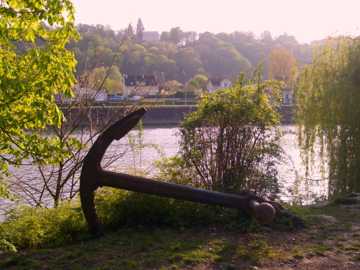 a tree nch leaning against a water feature