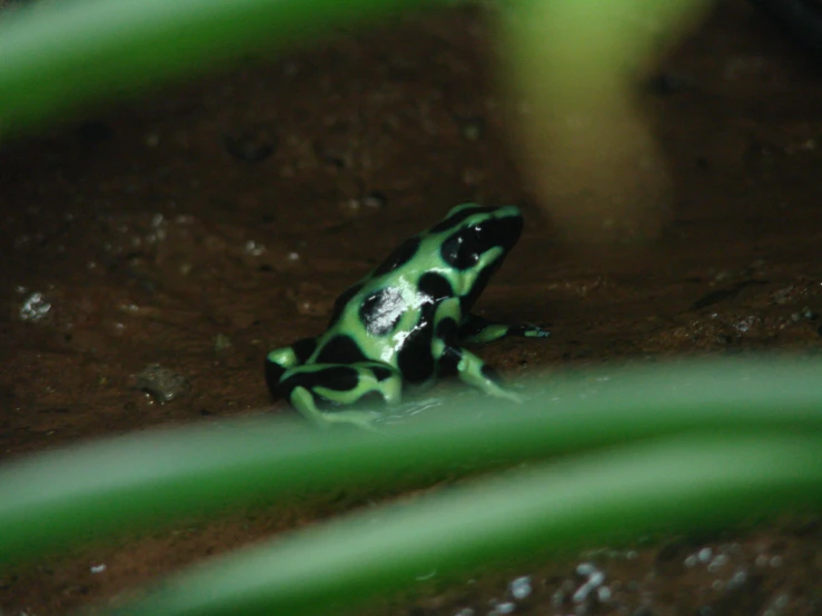a green and black frog is sitting on the ground