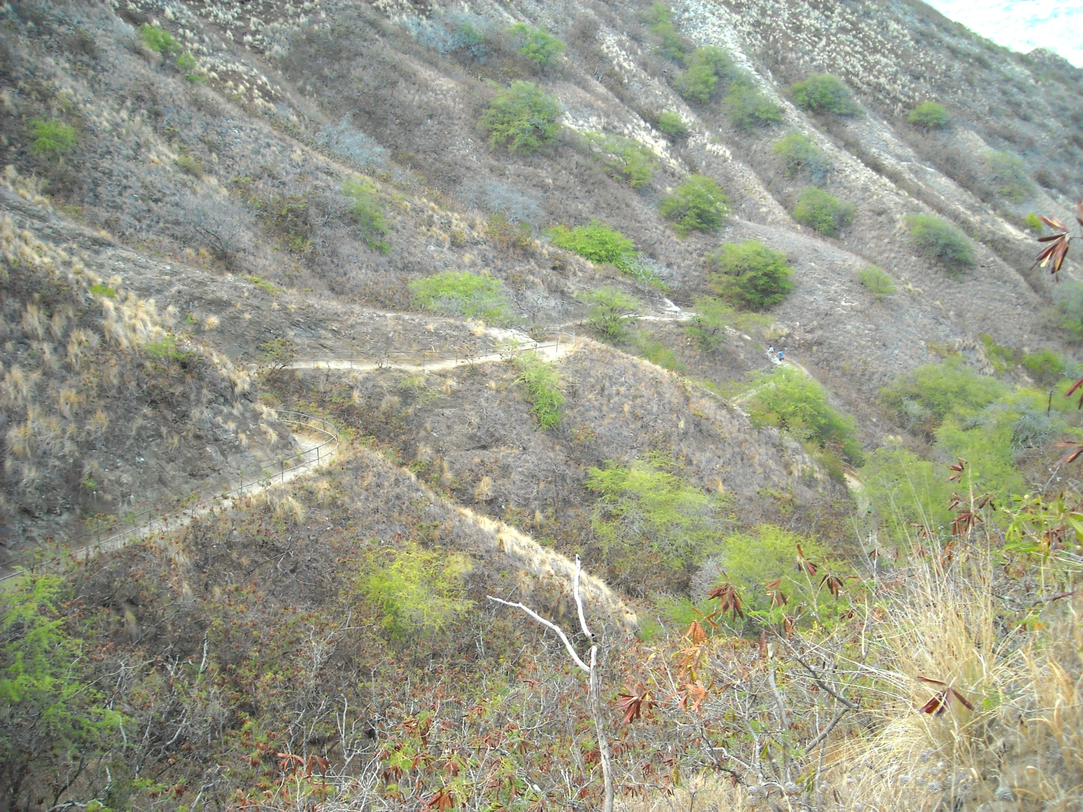 some trees and grass and hills and a hill