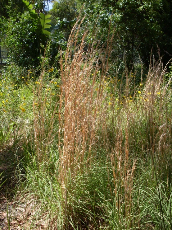 tall grass in an outdoor area with wildflowers