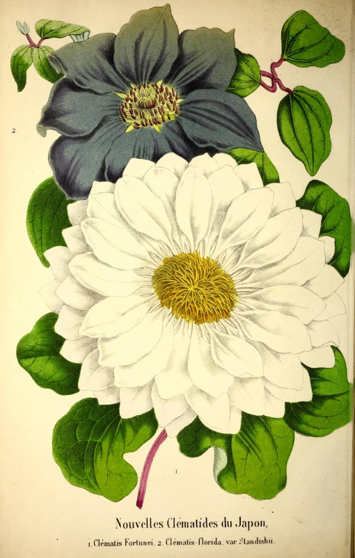 an illustration of a flower is shown in green leaves