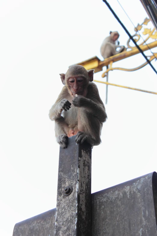 a brown and white monkey is on top of a steel pole