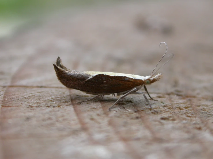 a close up of a grasshopper sitting on a brick wall