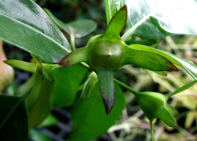 a green bush with leaves and buds in close up