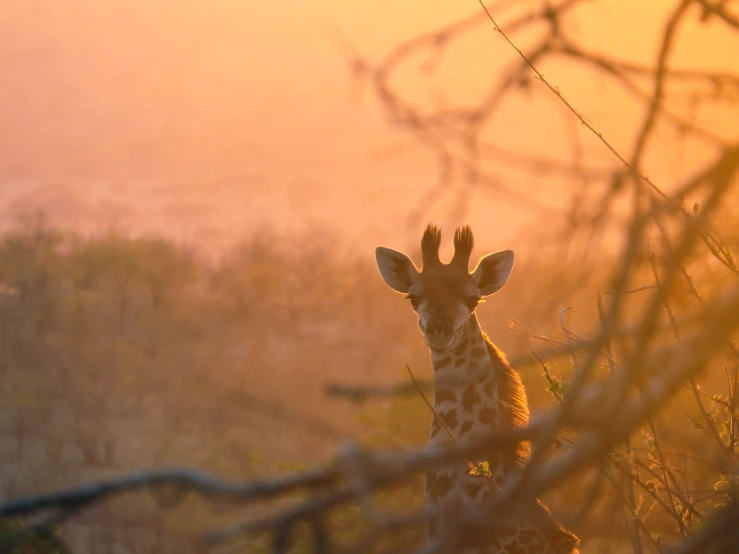 a giraffe standing in front of a bush in the jungle