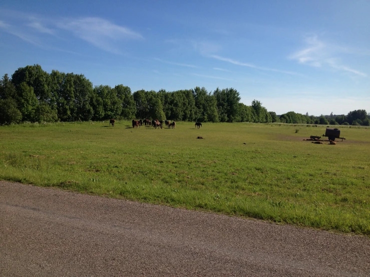 some horses are standing in a big field