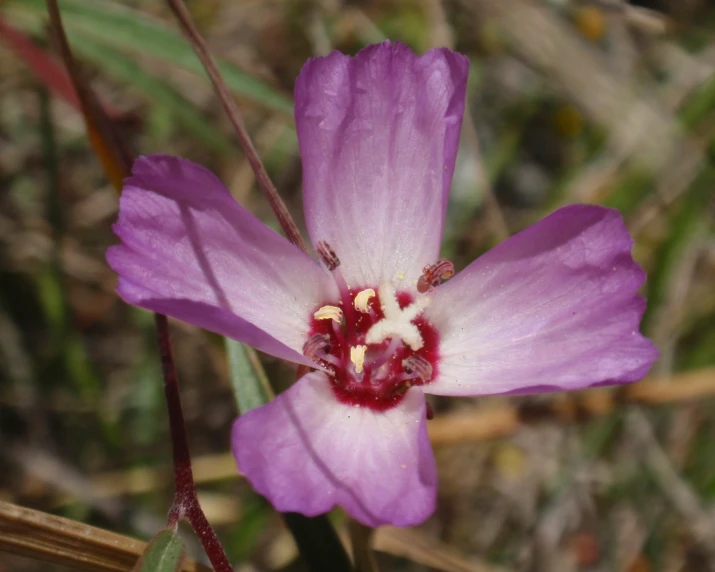 a purple flower with yellow pollen sitting in the grass