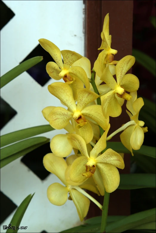 a small yellow orchid that is on display