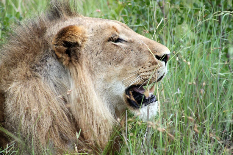 an image of lion roaring on the open plains