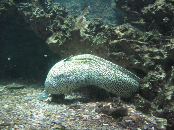 an animal is on the bottom of a rock looking around