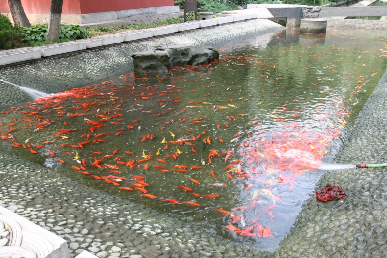 a pond filled with lots of gold fish