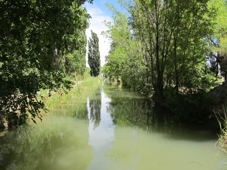 a river next to a lush green forest