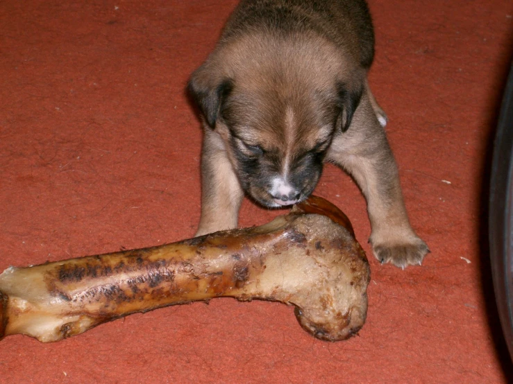 the puppy is chewing on the bone for the dog