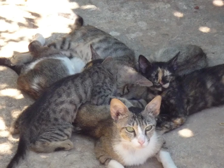 several cats with one laying on the floor