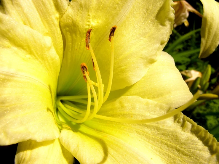 a yellow flower with brown stamen on it
