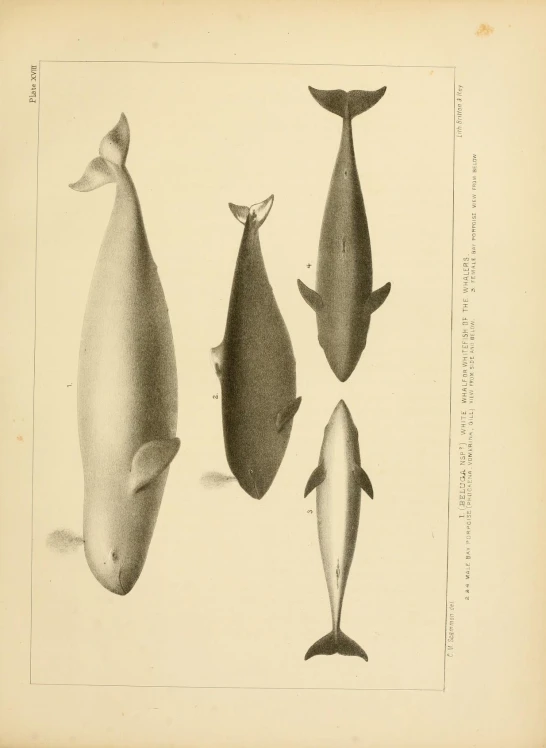 a set of four whale pictures and two fish pographs