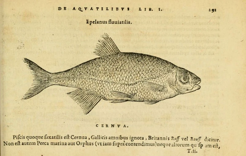 an antique engraving shows a fish with small beaks