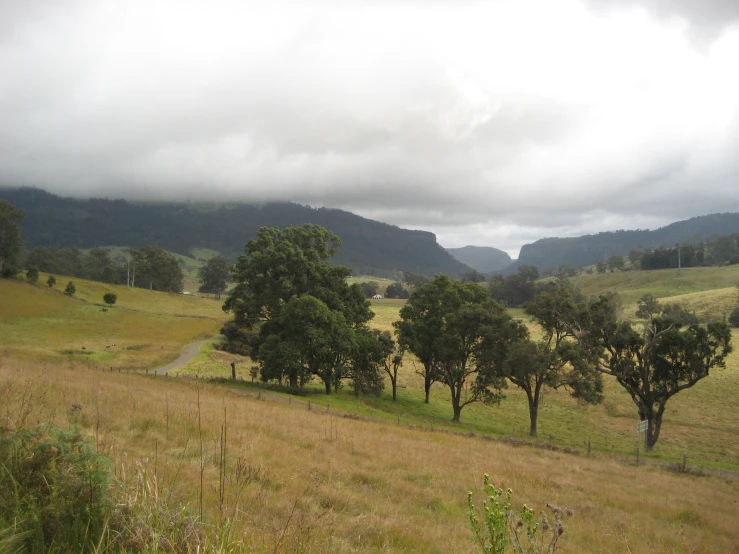 a meadow surrounded by grass and trees