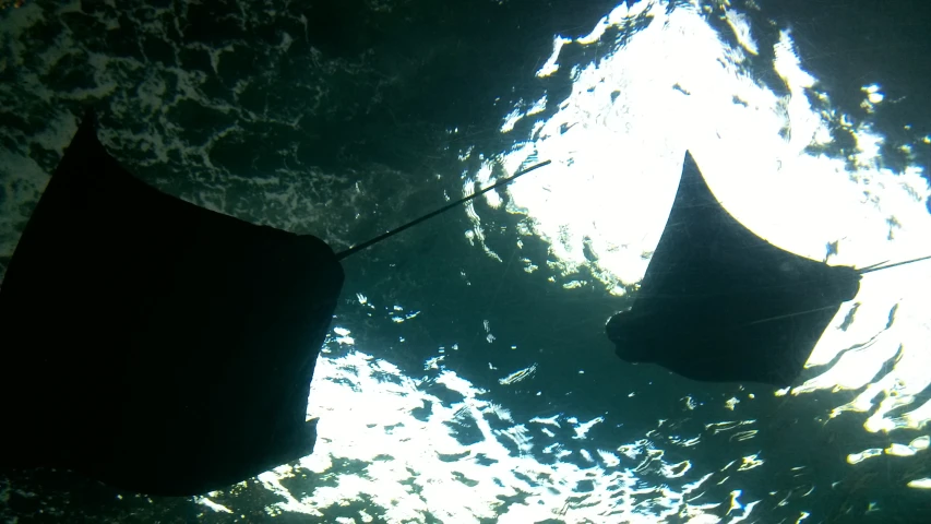 two umbrellas hanging from a rope in front of water