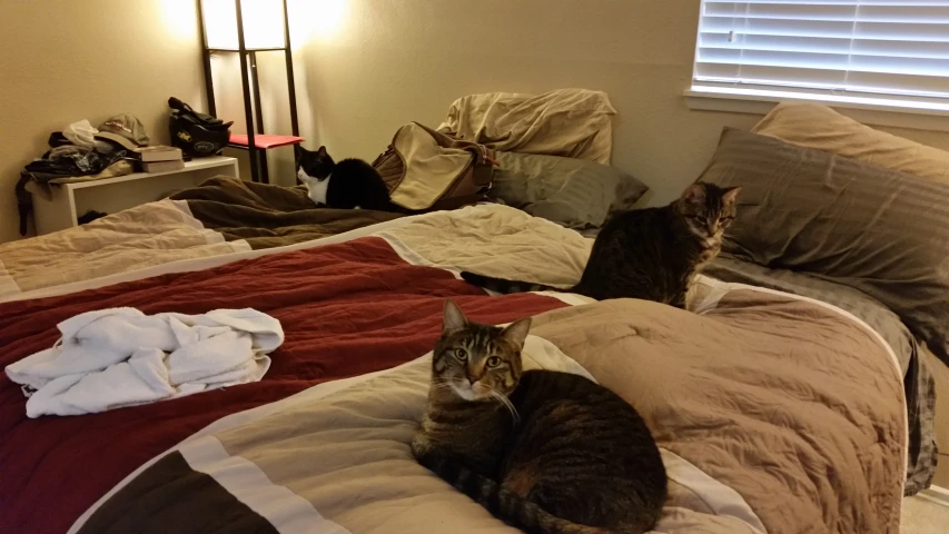 two cats sitting on top of an unmade bed