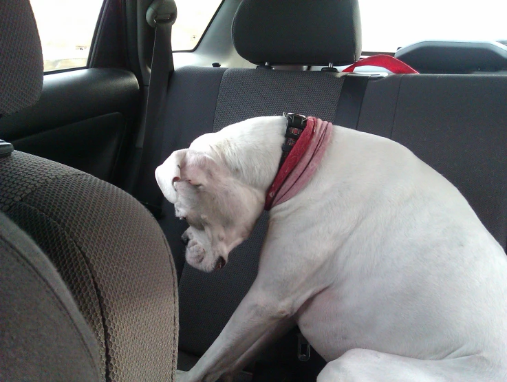 white dog sitting in the back seat of a car with a red collar