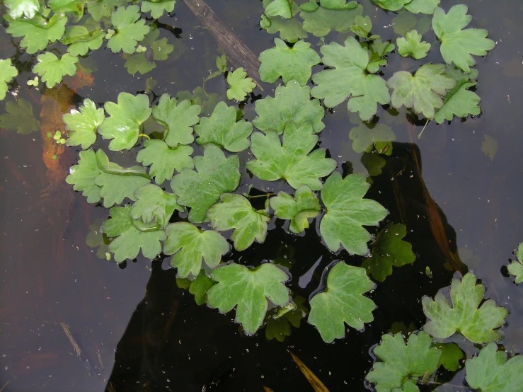 the green plants are growing in the lake